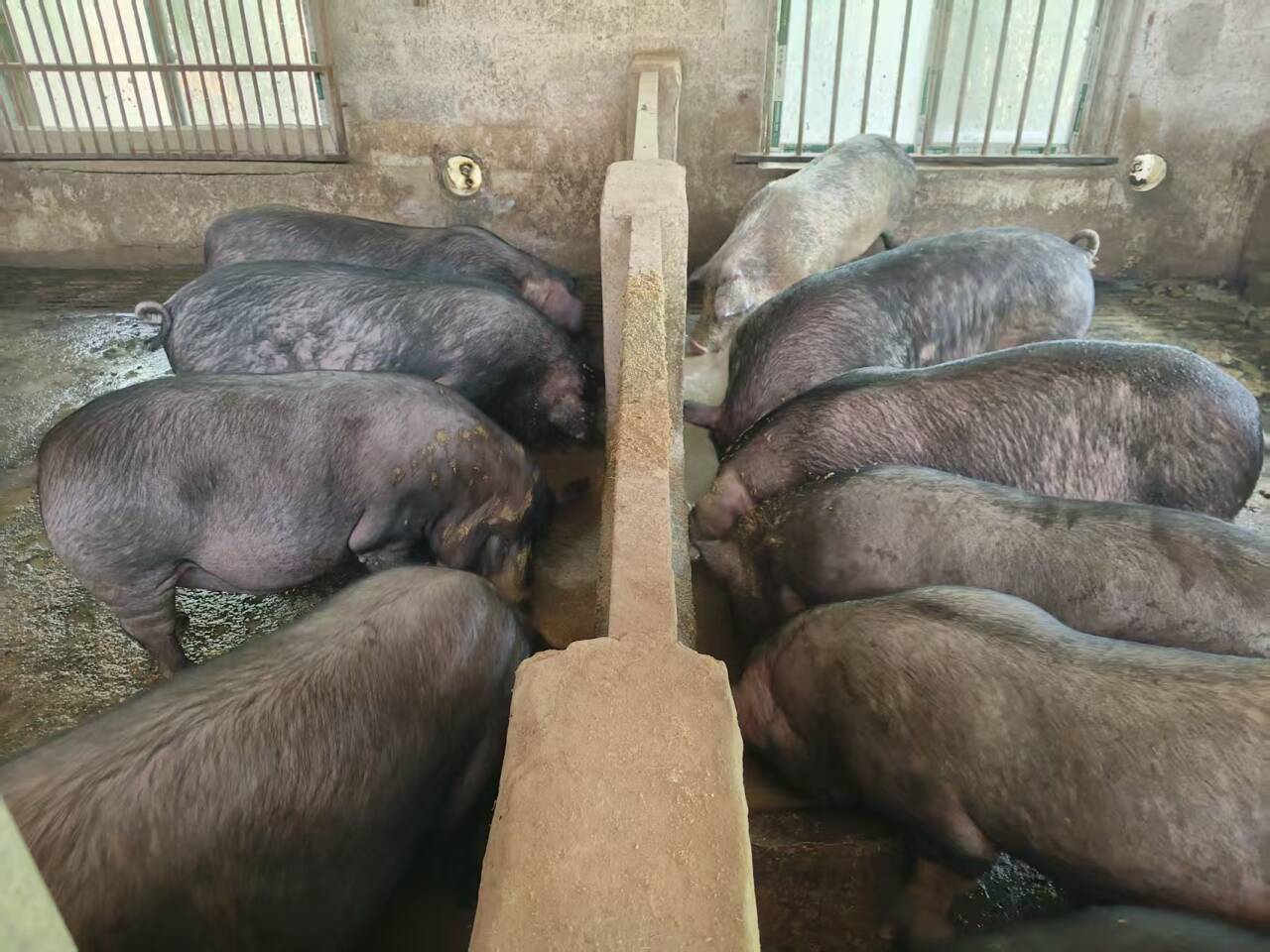 b13f8c08e38fe1a4897c7710af86d316_720.jpg b13f8c08e38fe1a4897c7710af86d316_720.jpg