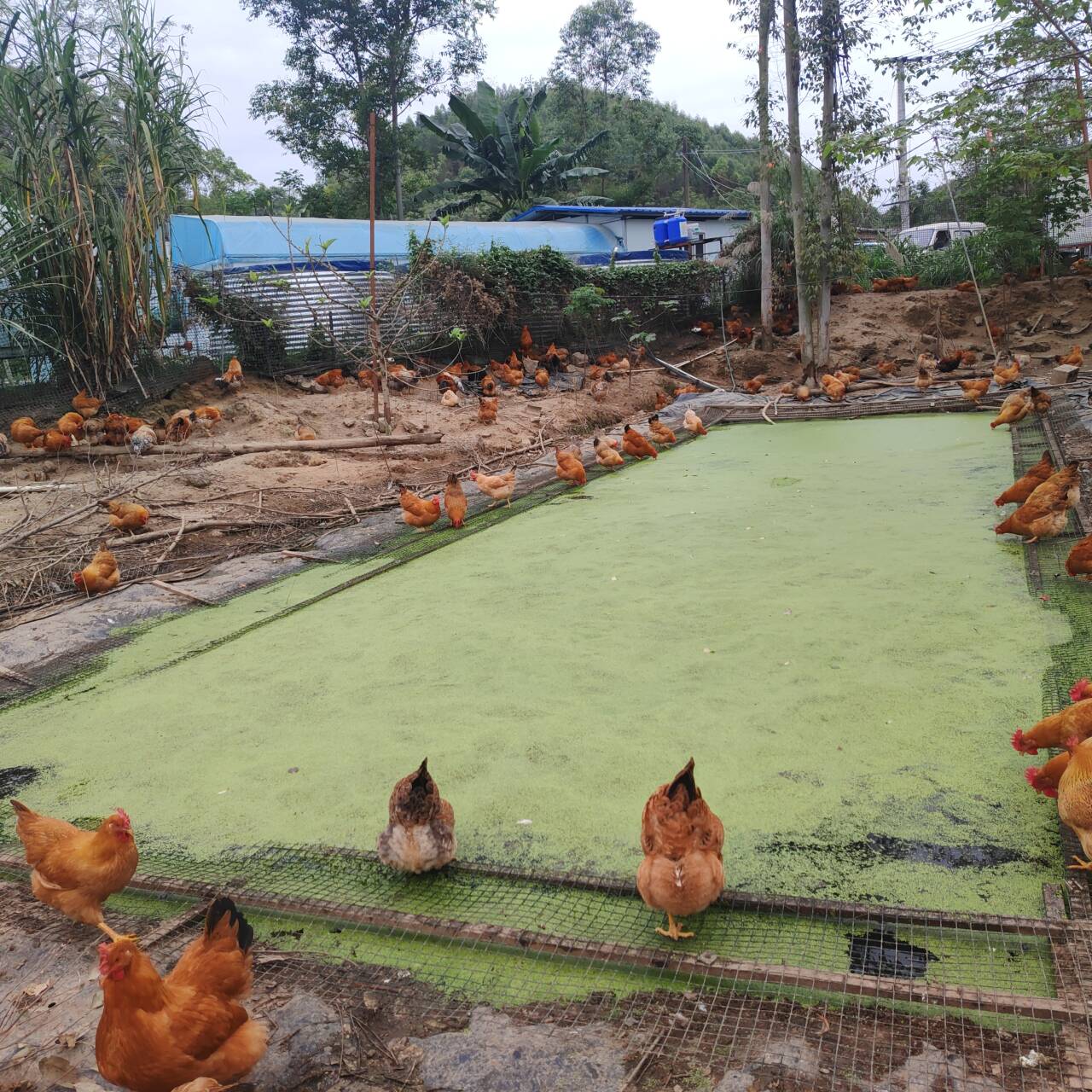 31cbf423093135c6f018c07edf089006_720.jpg 31cbf423093135c6f018c07edf089006_720.jpg