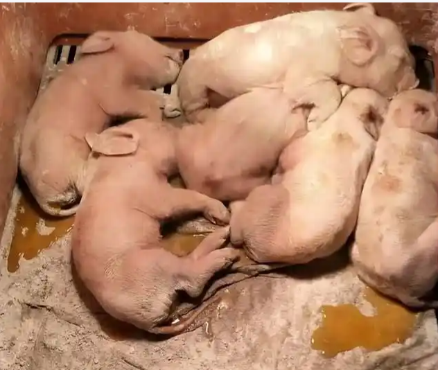 截图20260511093110.png