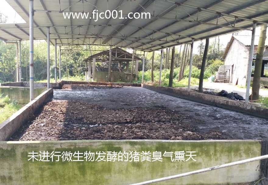 未经发酵的猪粪臭气熏天.jpg