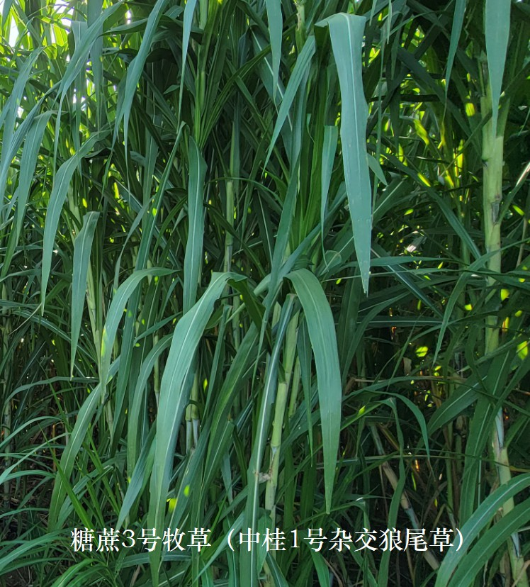 6dd1f739f699b6d58f6d5e064e6de5a3_17503078592196653.png 6dd1f739f699b6d58f6d5e064e6de5a3_17503078592196653.png