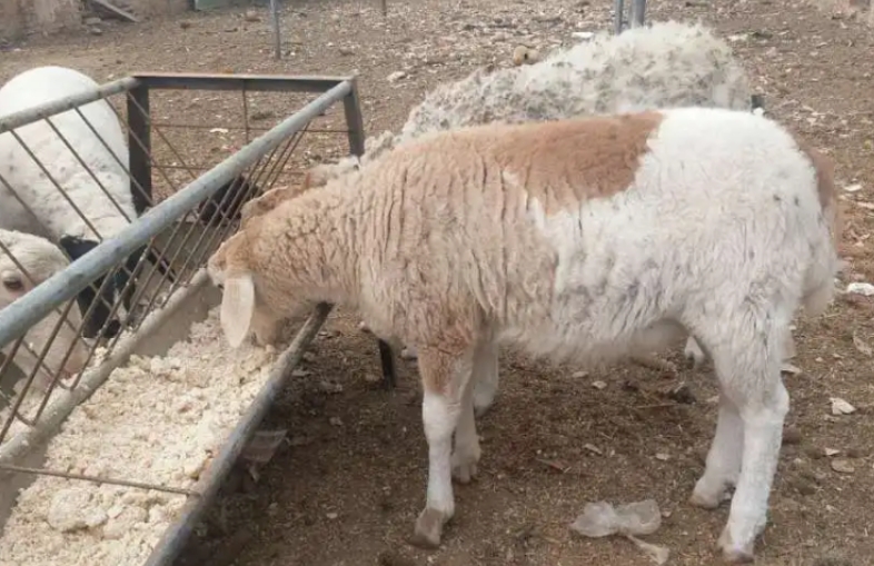 fb77ff3c0a6c222682b434c9240a8f2b_17829575349847807.jpg