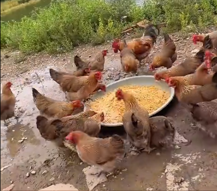 截图20261016093031.png 截图20261016093031.png