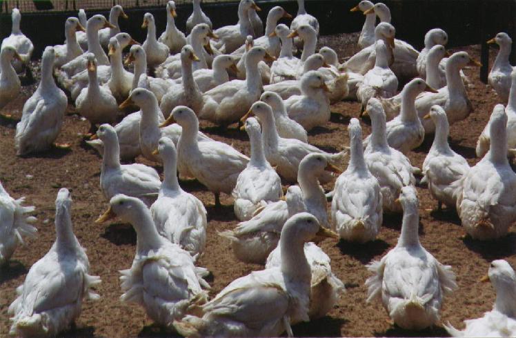 发酵床育肥鸭的饲养管理