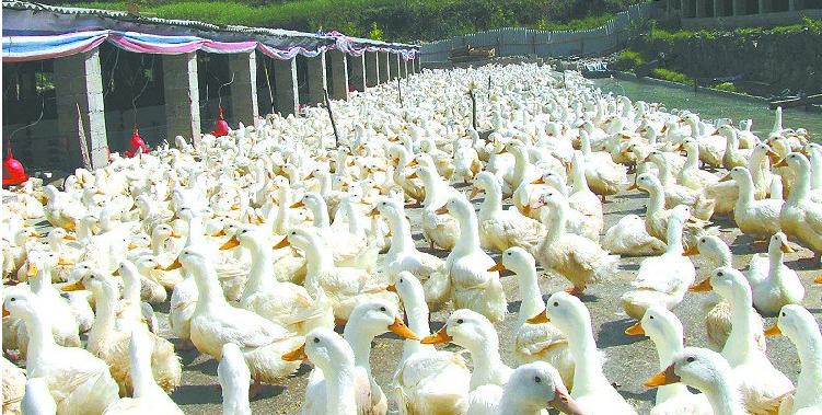 活力发酵床肉鸭养殖的经济效益分析