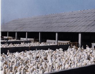 发酵床养鸭种鸭的饲养管理